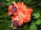 DSCN4754