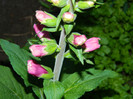 DSCN4770