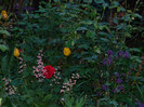 DSCN4771