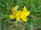 Lotus corniculatus 24jun2010