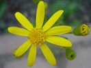 Senecio vernalis 25apr2011