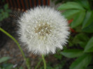 Taraxacum officinale 05may2012