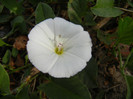 Convolvulus arvensis 07may2012