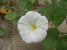 Convolvulus arvensis 09may2012