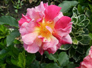 P5020352