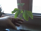 09-05-12_ginkgo 2