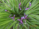 iris graminea