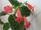 Kohleria Peridots Mango Martini