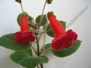 Kohleria Lena