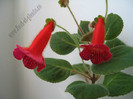 Kohleria Lena