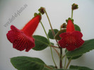 Kohleria Lena