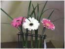 aranjament%20floral,%20gerbera