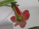 Kohleria Skogsbrand
