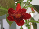 Kohleria Skogsbrand