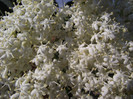 DSCF7078