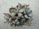 Adromischus cooperii      (Baker) A.Berger 1930