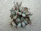 Adromischus cooperii     (Baker) A.Berger 1930