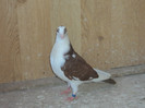 porumbei 2012 024