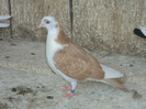 porumbei 2012 026