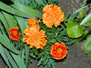 DSCN4779