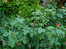 DSCN4815