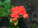 DSCN4868