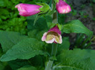 DSCN4874
