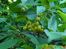 DSCN4884
