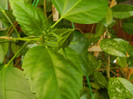 DSCN4896