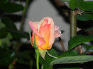 DSCN4925