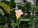 DSCN4927