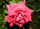 DSCN4929