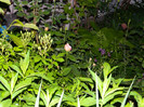 DSCN4974