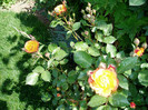 P1010037