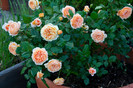 Crown Princess Margareta