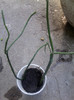 planta creion-multumesc ileana