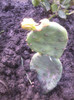 opuntia de gradina