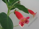 Kohleria Lucky Lucifer