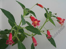 Kohleria Lucky Lucifer