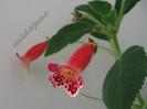 Kohleria Lucky Lucifer