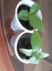 plumeria alba si rosie