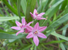 Allium oreophilum (2012, May11)