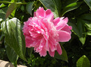 Peony. Bujor (2012, May 11)