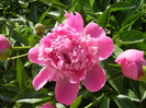 Peony. Bujor (2012, May 11)