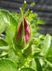 Rosa rugosa (2012, May 11)