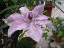 Clematita Hagley Hybrid