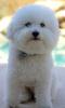 66300797_2-Imagini-ale-vand-catel-bichon-maltesse-pui-si-alte-rase-de-talie-mica