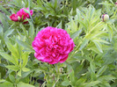 Paeonia rosa plena