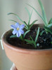 10 mai 2012-flori 001