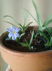 ipheion Rolf Fiedler
